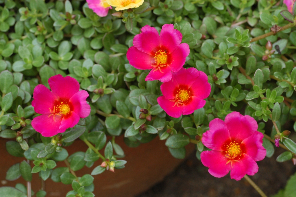 ingrijire portulaca