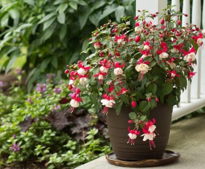 ingrijire fuchsia in ghiveci